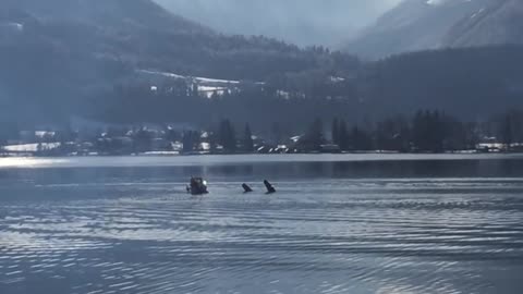 Stunt Plane Makes Insane Emergency Landing In Lake