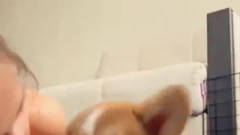 Funny dogs Reaction cute _dog _.