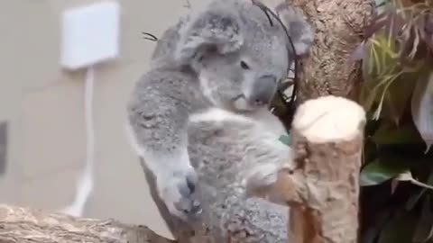 Koala!🐨