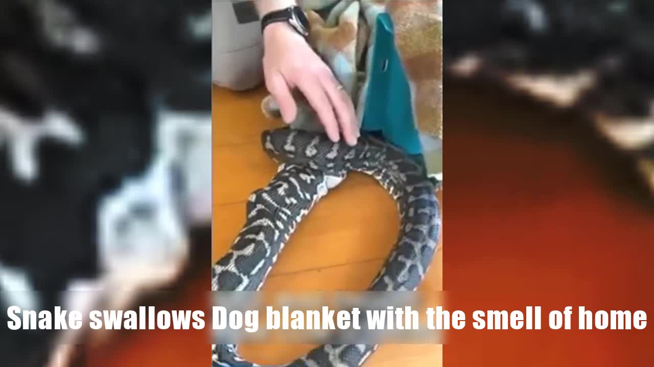 Snake swallows Dog blanket with the smell of home.