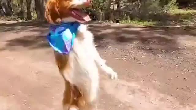 single handed ''Cute Dog'' walks like man all the time