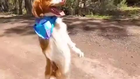 single handed ''Cute Dog'' walks like man all the time