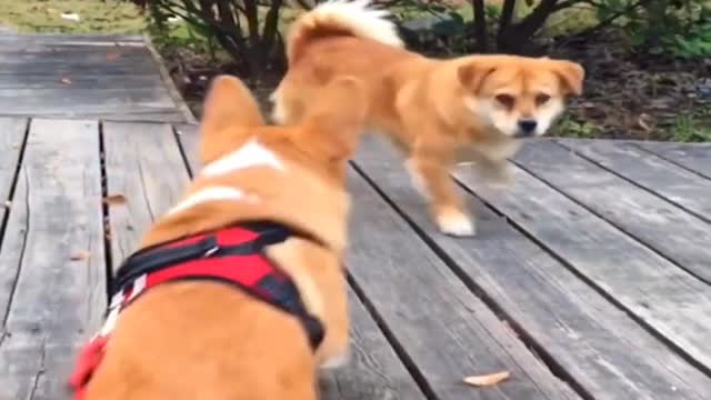 Cute and funniest Labrador puppies