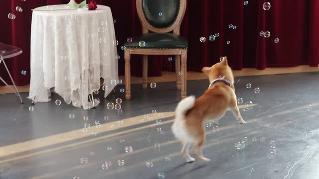 Dogs love bubbles. ^^