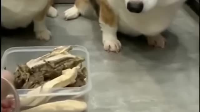 Funny fighting dog vs dog