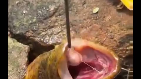 FRESH WATER EELS CATCHING
