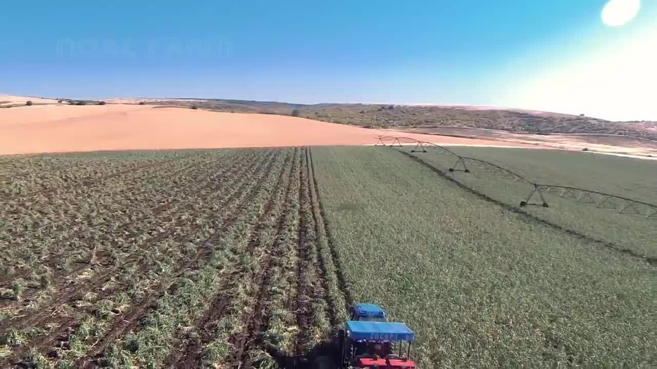 Awesome Agriculture Technology - Garlic, Red beet, Bitter Melon Cultivation