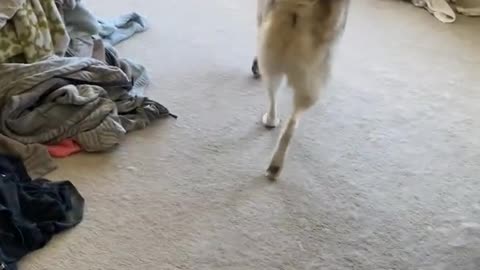 Huskies FREAK OUT After Owner VANISHES! #shorts