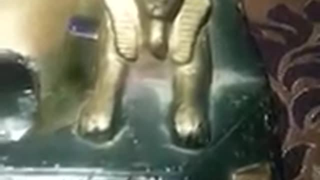 Pharaonic statue of gold. He looks at you from anywhere