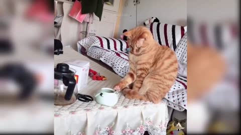 Cute cat video (32), cute and funny kitty, funny cat