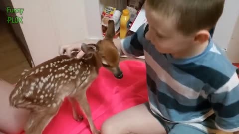 Most Funny and Cute Baby Deer Videos Compilation (2018)