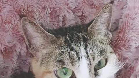 Grimacing cat