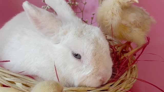 Celebrate bunny with chicks