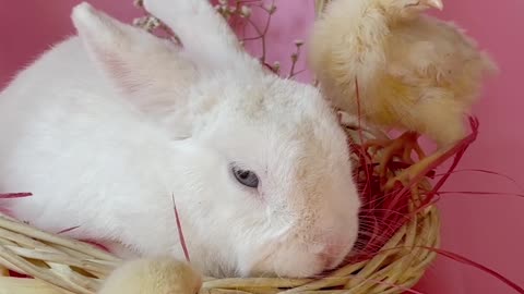 Celebrate bunny with chicks