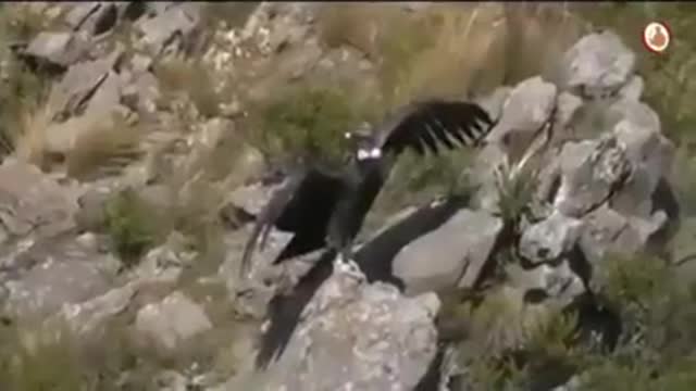 Un cóndor vuela hacia la libertad por primera vez tras tener un emotivo gesto con sus salvadores