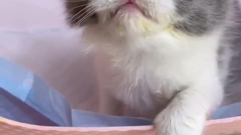 cute cat baby very sweet cat voice
