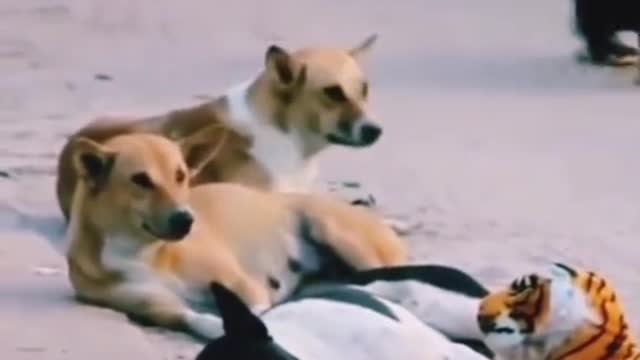 funny dog viral video #dog #dogvideo😂😂😂😂