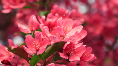 Beautiful Spring Blossoms