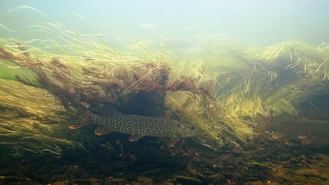 PIKE FISH COUPLE UNDERWATER