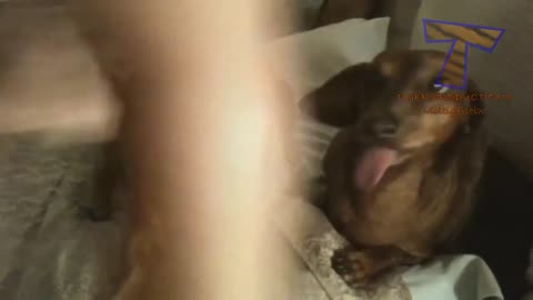 You cant resist laughing - Funny animal compilation