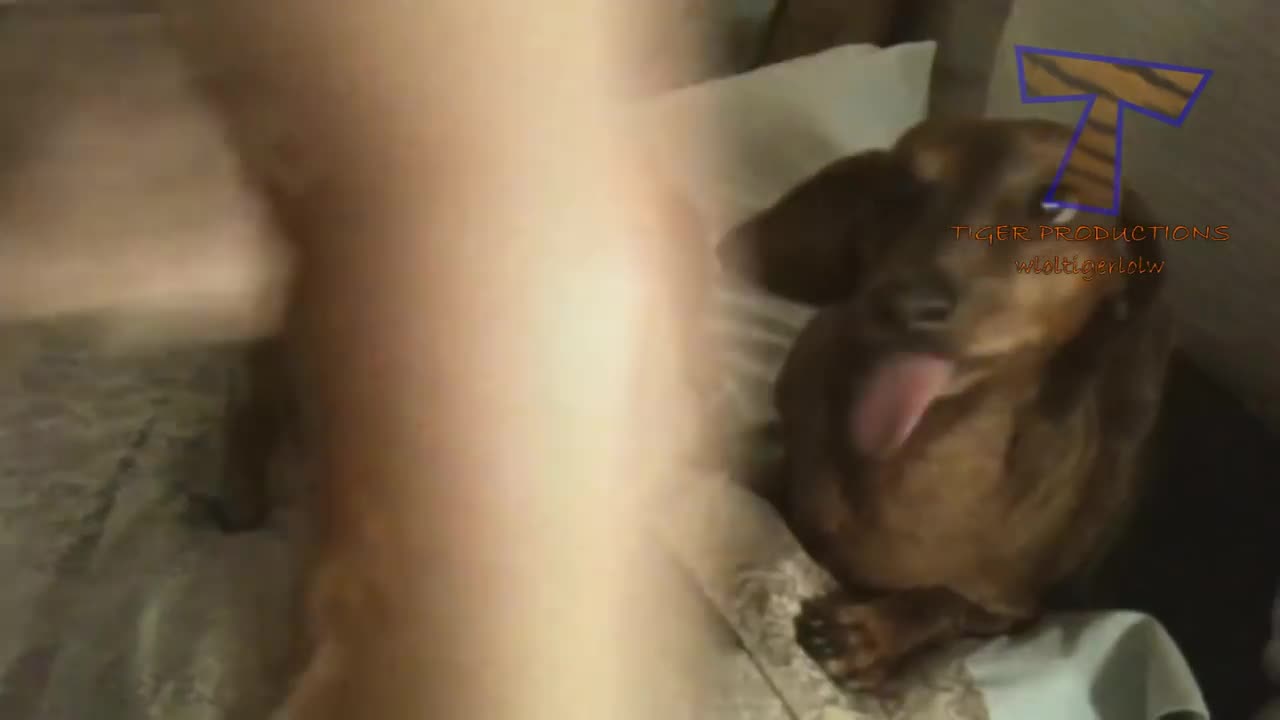 You cant resist laughing - Funny animal compilation