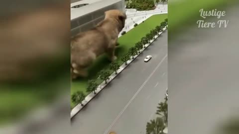 Funny animal videos - lustig