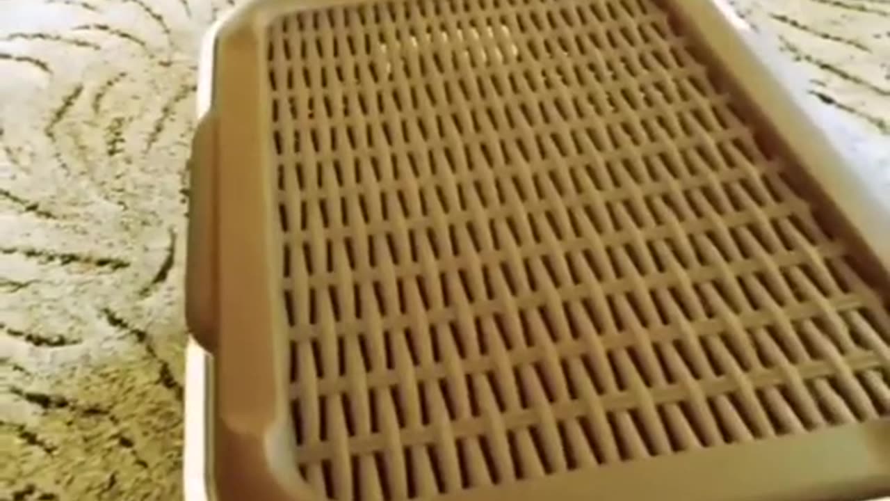 Funny animals video 2