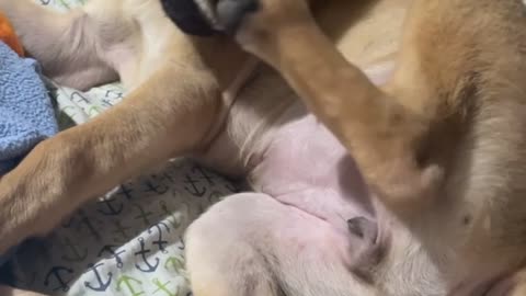 FUNNIEST PUPPY VIDEO OF ALL TIME- FOOT VS. DOG
