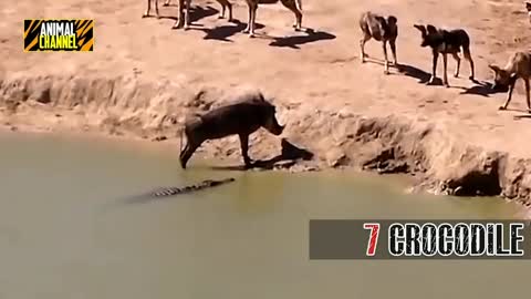Crocodile attack on pigs
