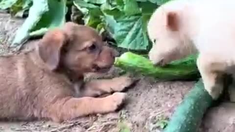 dog eating cucumber