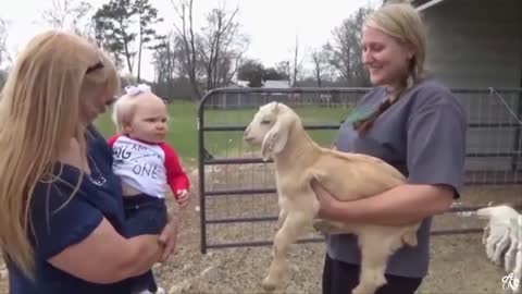 Try Not Laugh Watching Funny Animals