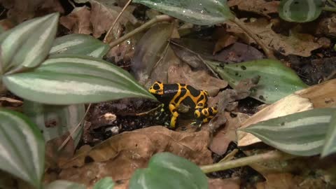 Poison dart frogs