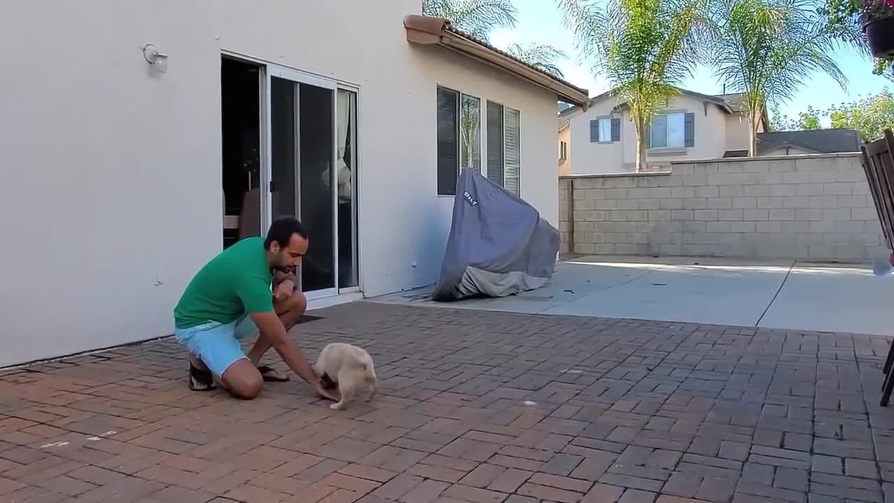 Labrador Puppy Learning and Performing Training Commands _ Dog Showing All Training Skills