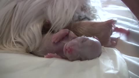 Puppy born feet first