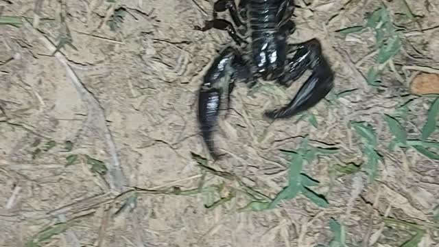 Black scorpio bite