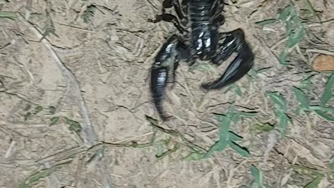 Black scorpio bite