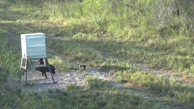 Mesquite Tree Ranch