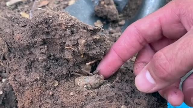 Finding a Cicada Larvae