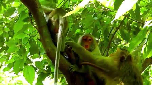 quarrel monkey