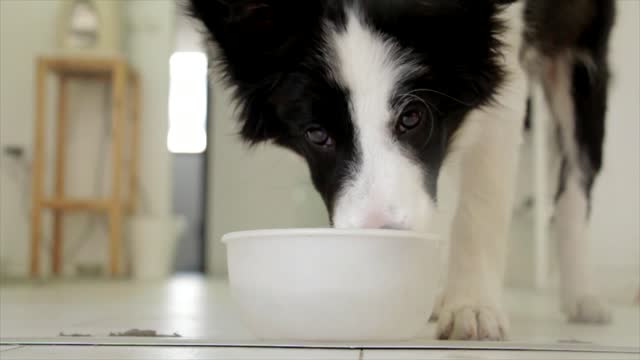Cute dog moment