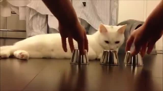 Very smart Intelligent Cat!!!