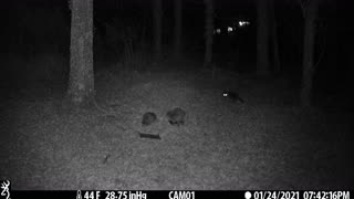 Third Raccoon pops out of the woods 1-24-21