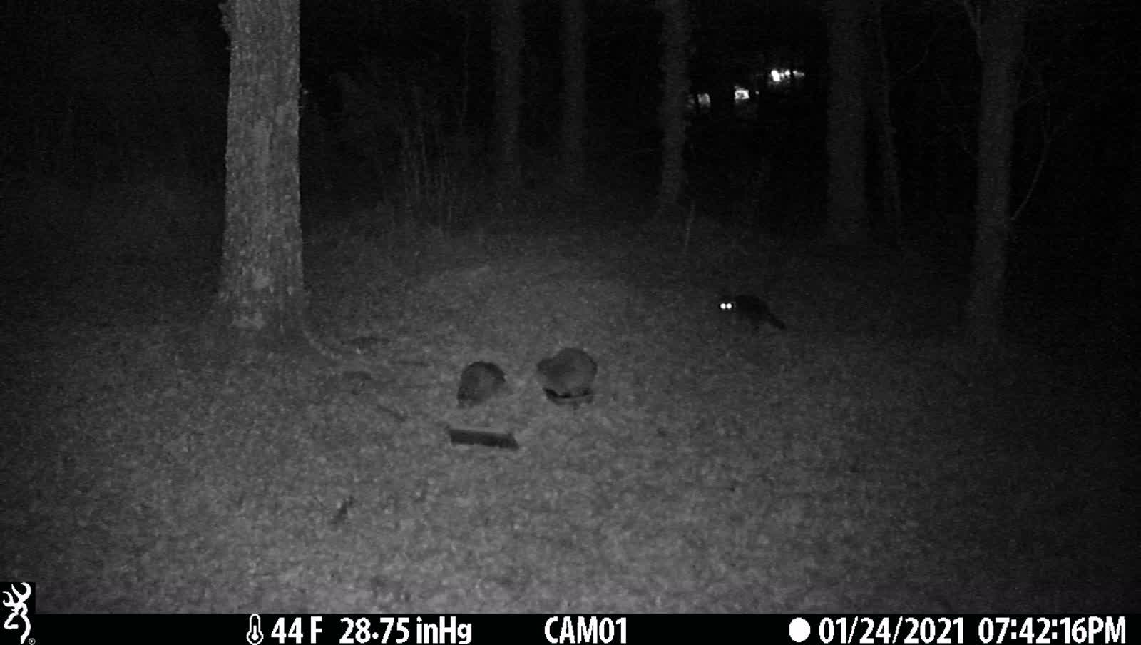 Third Raccoon pops out of the woods 1-24-21