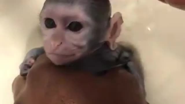 Cute Baby Monkey Getting Spa Treatment