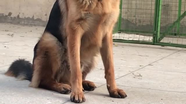 Dog lovers video funny video dog video-cute video-sweet dog video