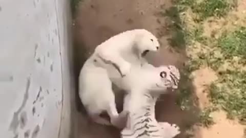 Wild Animal fights