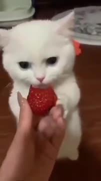 2.cute cat funny #shorts 3