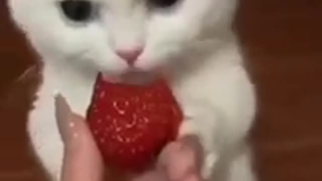 2.cute cat funny #shorts 3