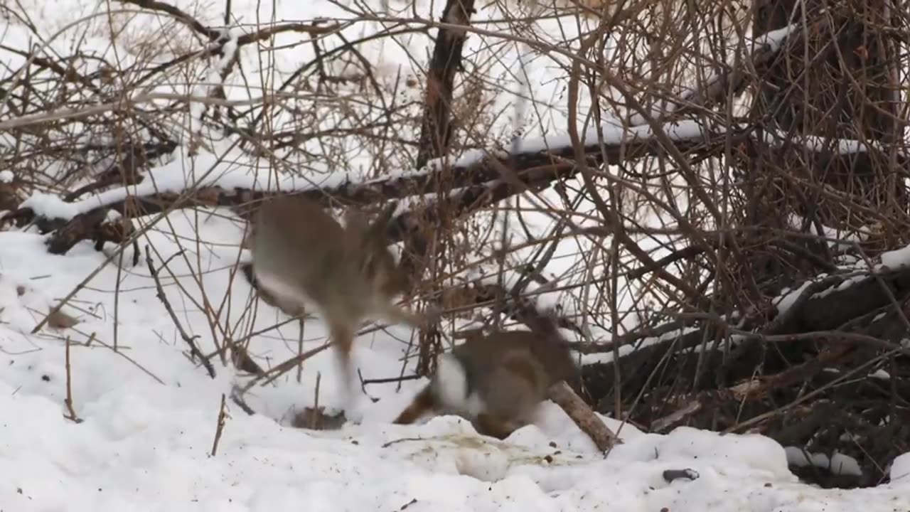 Lynx and Bobcat: The Clever Art of Rabbit Hunting Revealed