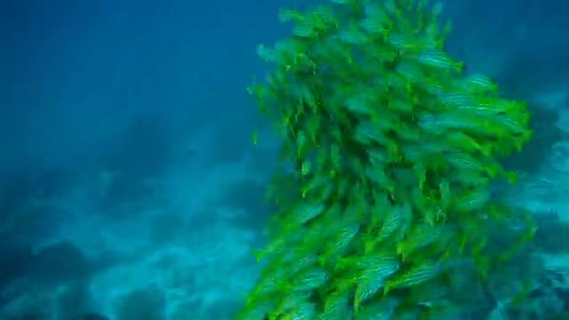 Beautiful Marine fish natur